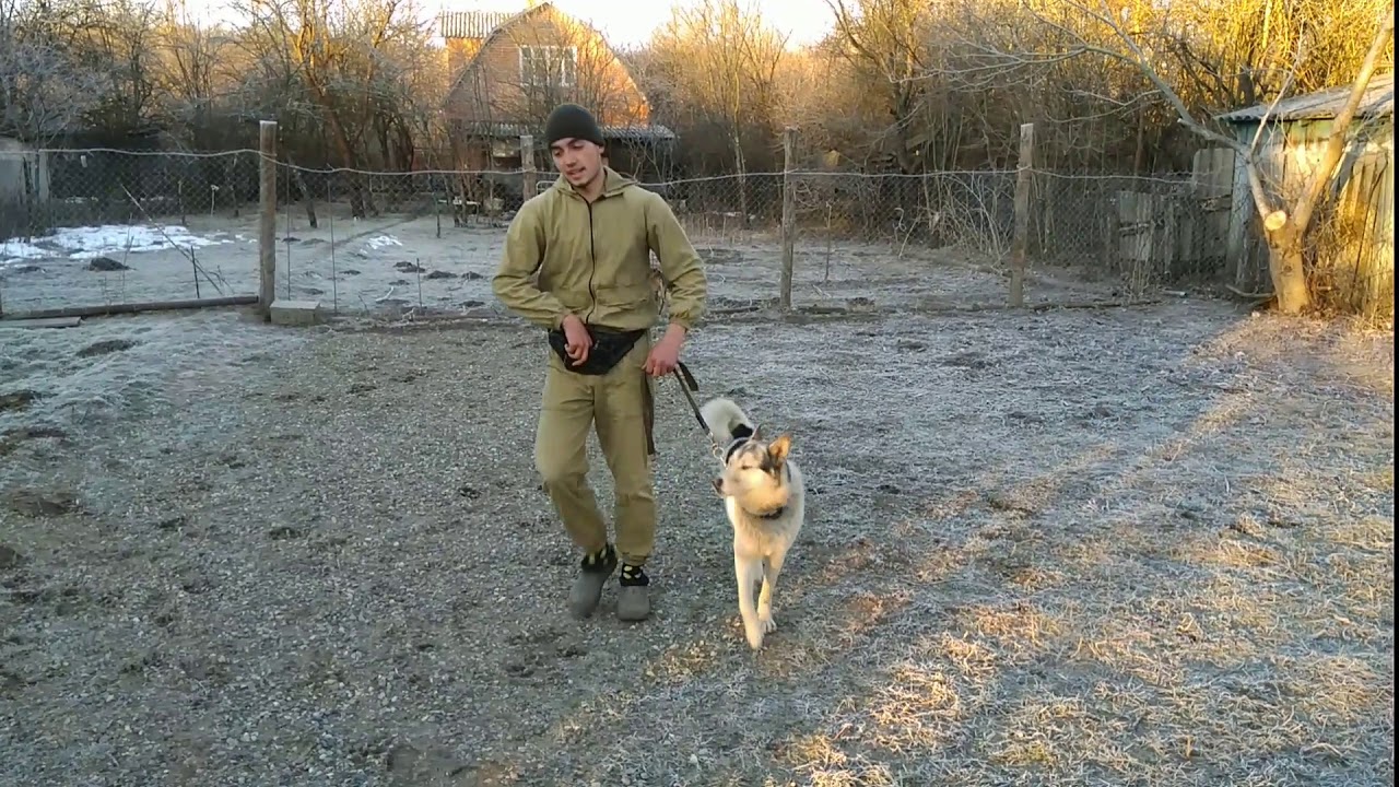 Дрессировка Лайка / Джексон