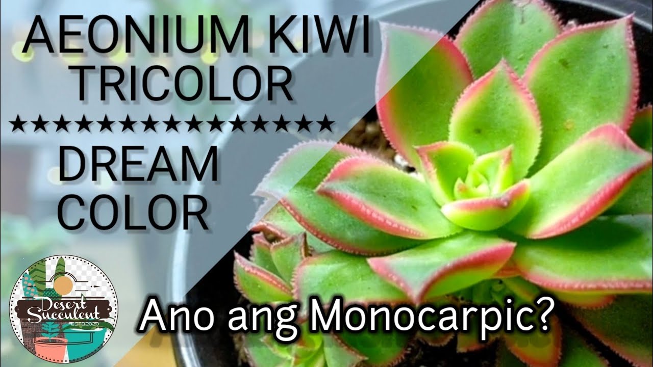 26 Aeonium Kiwi Tricolor Dream Color Succulent Care Guide | 다육식물 多肉植物 Suculentas