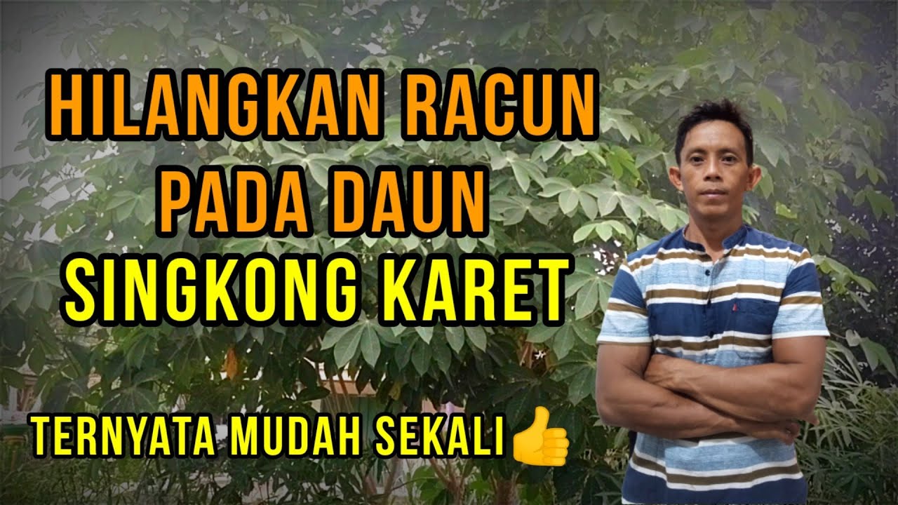 Cara Mudah Menghilangkan Racun Daun Singkong Karet,Aman Untuk Pakan Ternak Kambing