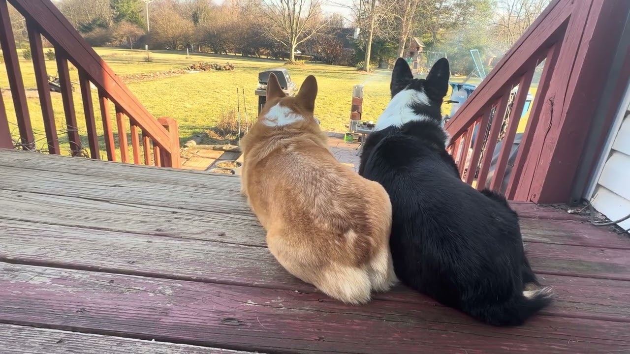 Huey and Honey having a snuggle