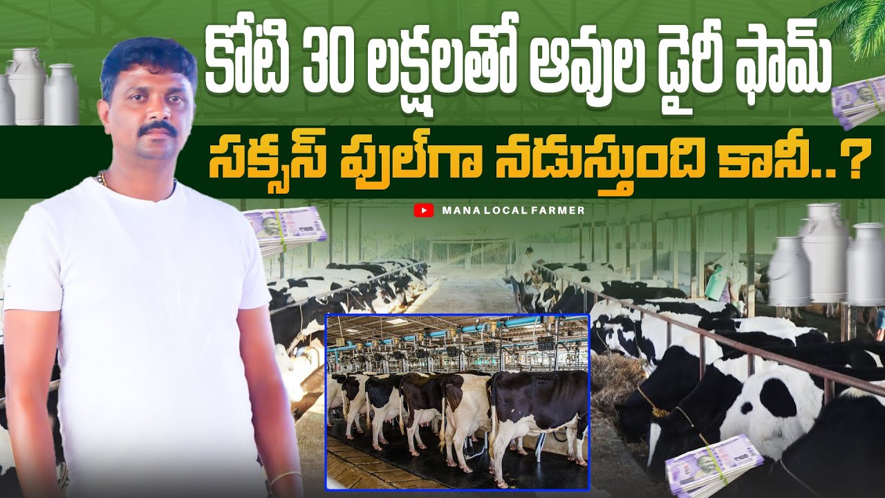80 HF ఆవులతో డైరీ ఫామ్ నిర్వహిస్తున్న సాఫ్ట్ వేర్ ఇంజనీర్ | HF Cow's dairy farm #cowdairyfarmtelugu