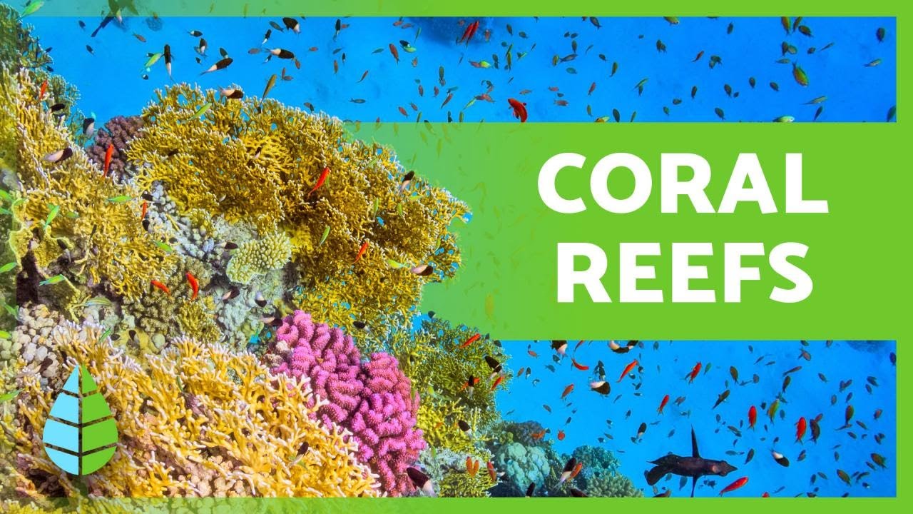 What are CORAL REEFS? 🌿🐠 (Types, Formation and Importance)
