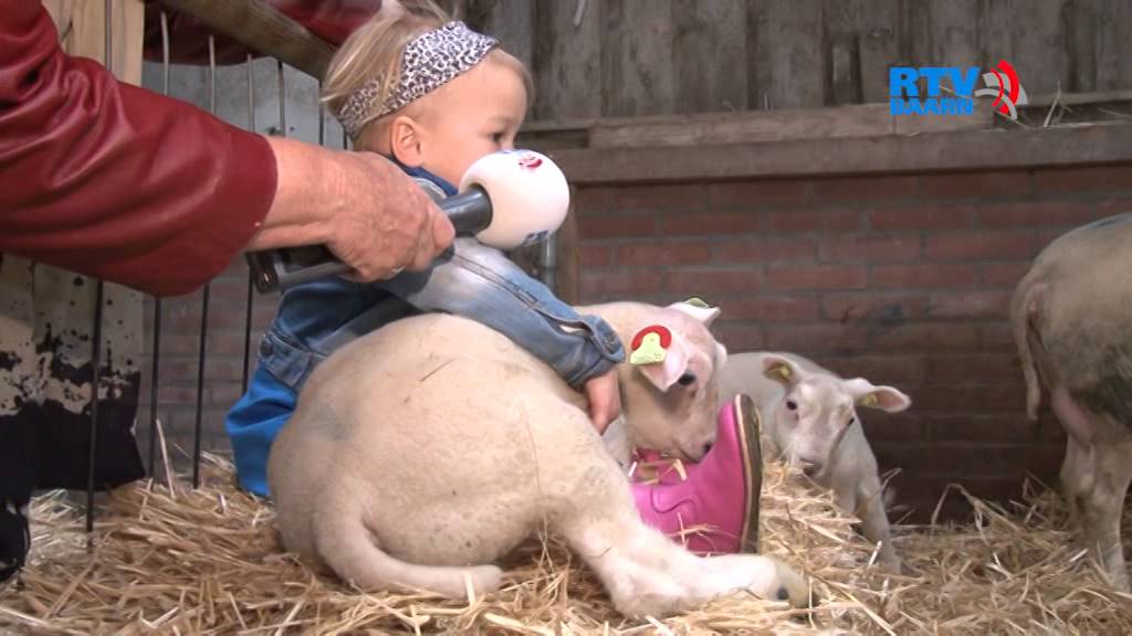 Lammetjes kijken