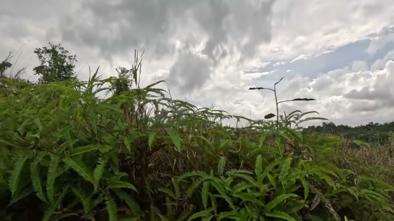 Miri OilTown Enduro Miri Oiltown Enduro Sunday 19 Jan 2025