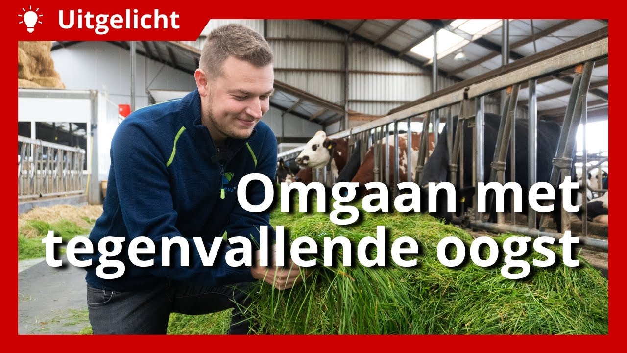 Uitgelicht | Goed melken ondanks tegenvallende mais- of grasopbrengst