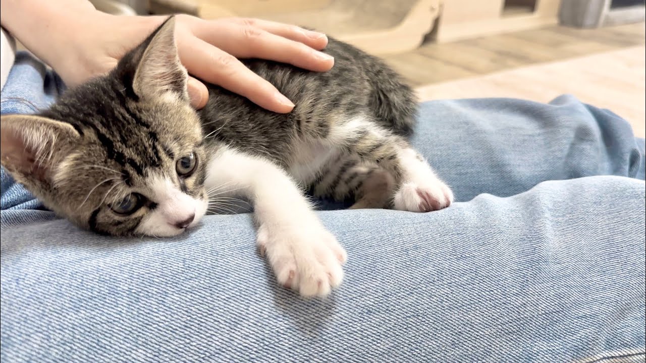 生後48日 遊びの合間に何度も甘えにくる子猫【山菜兄妹#46】Kitten coming to pamper you in between playtime.
