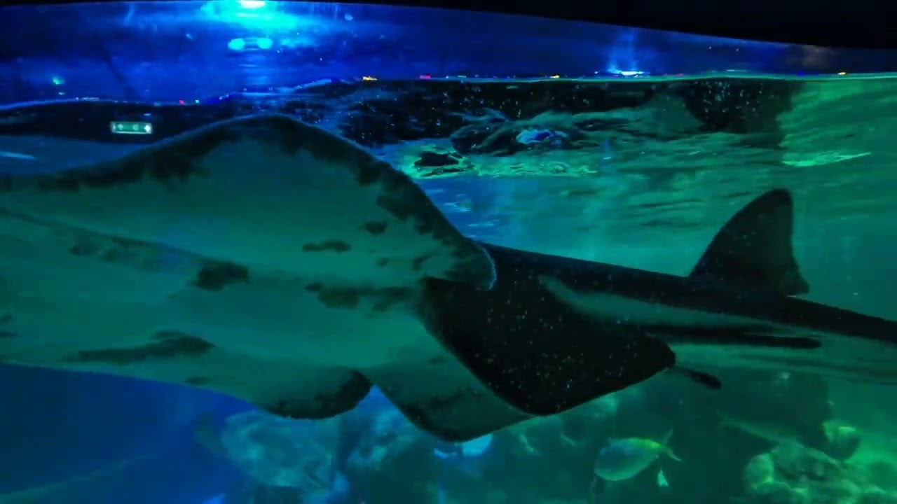 Sea Life center Blackpool promenade my tour