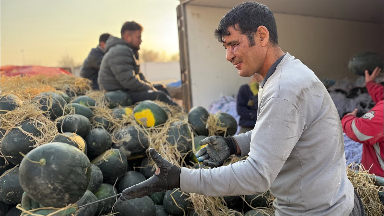 Working DAY | Watermelon Loading ASMR