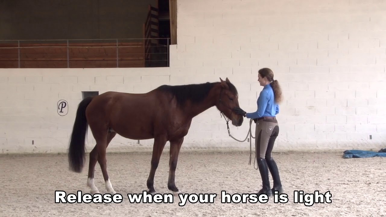 Pre Colt Starting Exercise #5: Backing up through pressure on the nose