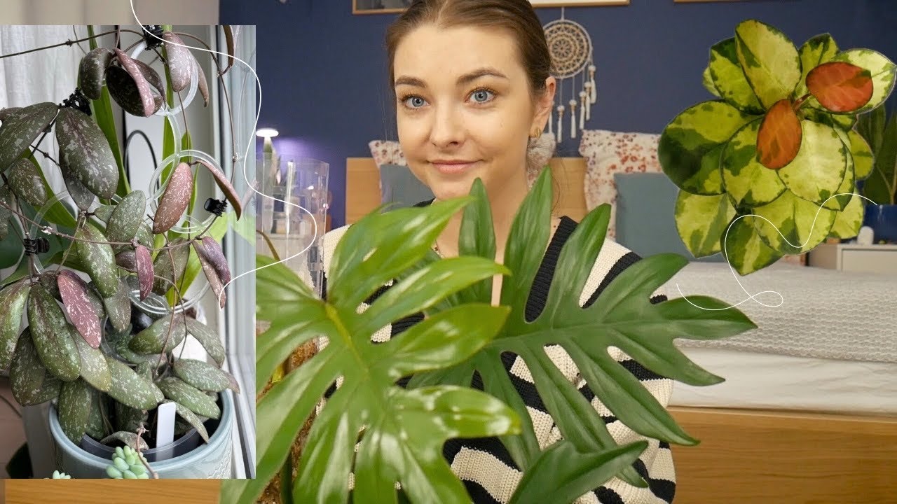 Ogarnianie roślin – wełnowiec zaatakował hoye, przedłużamy paliki