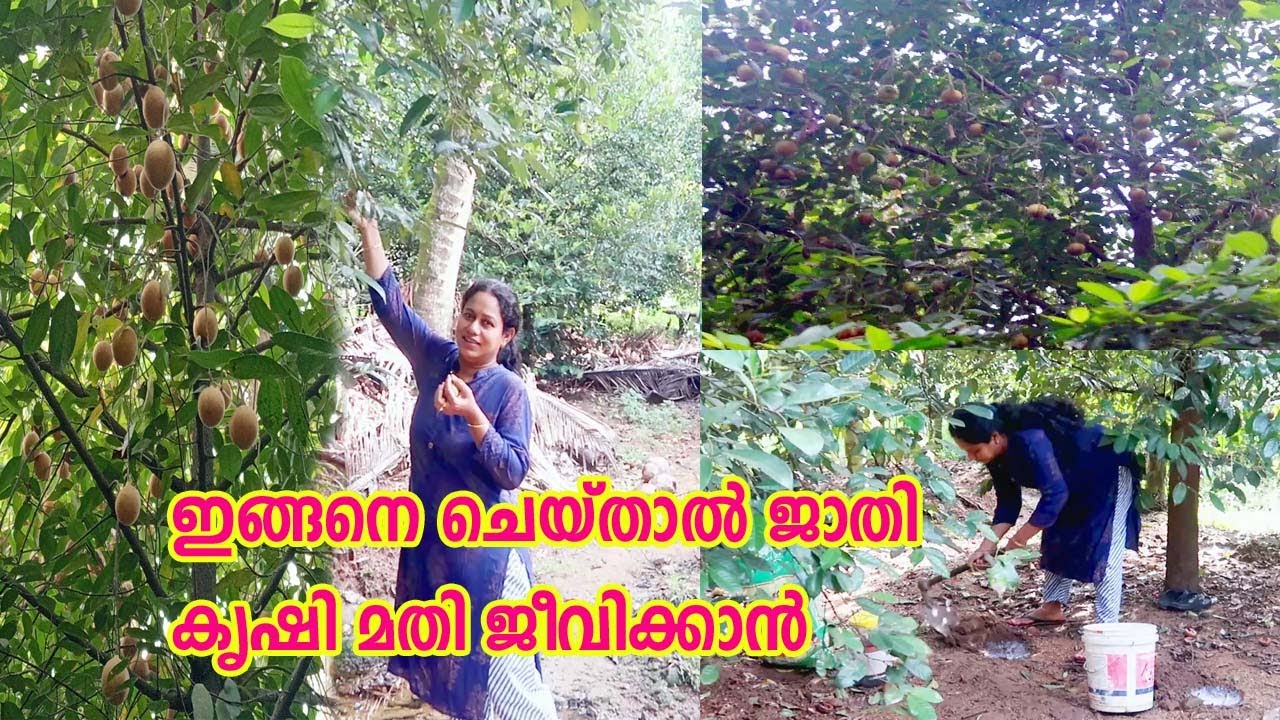 ജാതിക്ക് വിളവ് വർദ്ധിപ്പിക്കാൻ വളപ്രയോഗം/ഇങ്ങനെ  ചെയ്താൽ ജാതിക്ക മതി ജീവിക്കാൻ Jathi Krishi Nutmeg