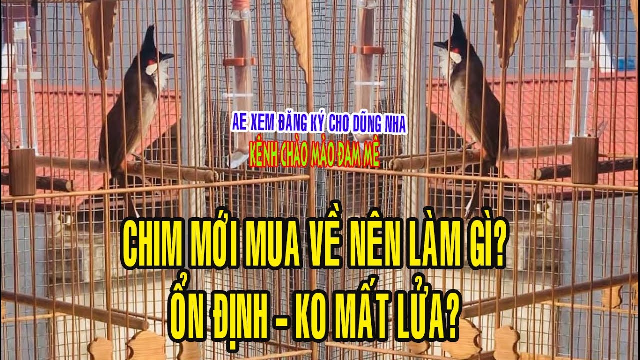 Cách Dưỡng Chim Mới Mua Về AE Mới Chơi Nên Xem Clip Dành Tặng AE Fan Kênh Chào Mào Đam Mê