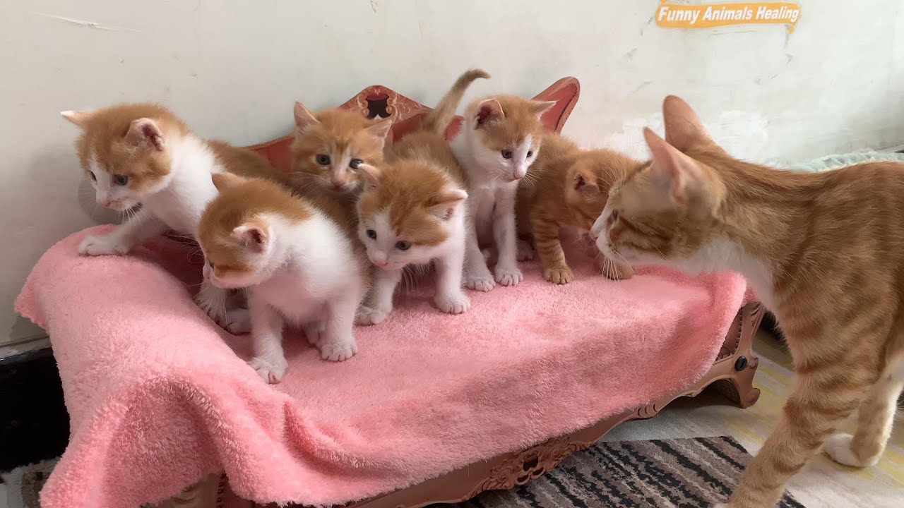 So funny! The puppy helps the cat take care of the kittens! The rabbit and the hen want to join in.