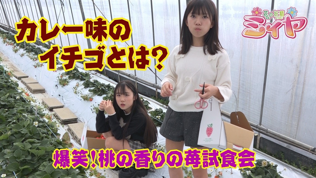 桃の香りがするイチゴ『桃薫』の味はカレー味！？ 桃の香りに大パニック！花の妖精たちの爆笑イチゴ試食会♪ ぜひ、ご覧あれ♪
