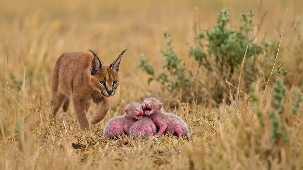Дикая кошка обнаружила беспомощных новорожденных детенышей гепарда — то, что сделал их отец дальш...