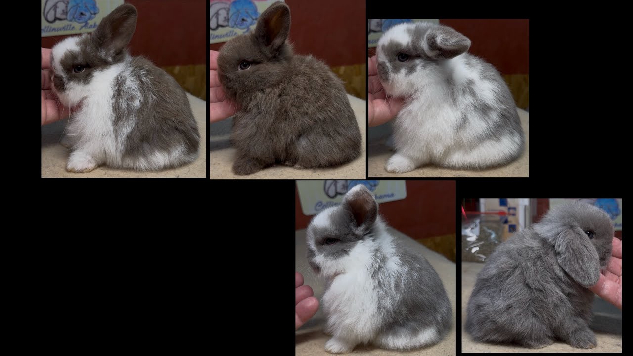 Drama Llama & Natsume Holland Lop Litter 30 Days Old