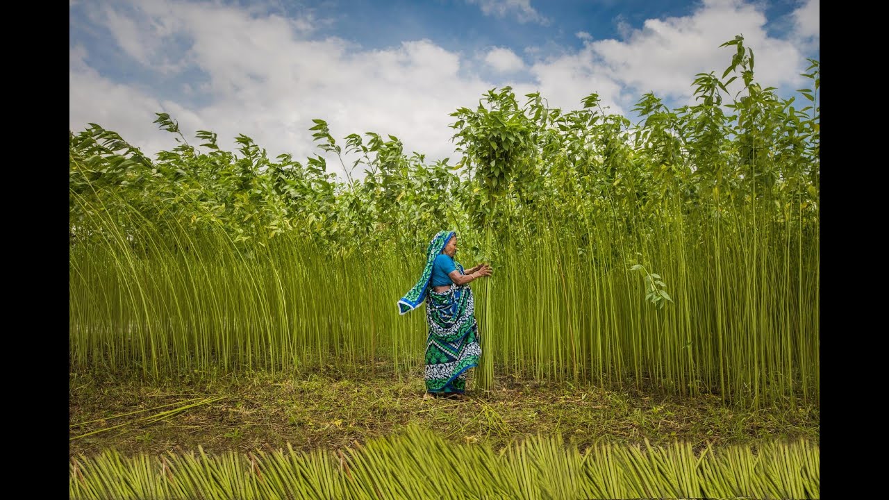 Jute Industry in India | Feature News for UPSC | Harsh Singh