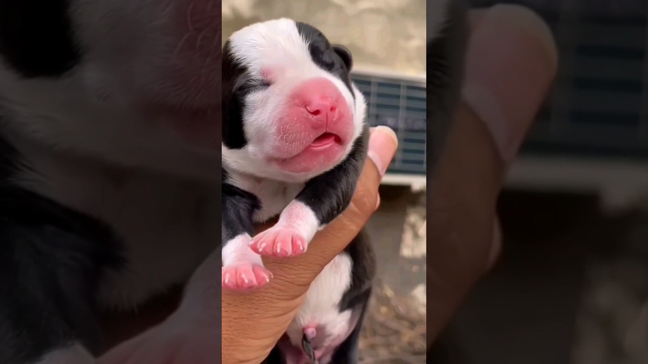 Pitbull Puppy Transformation 15 Days To 1 Year 🔥❤️