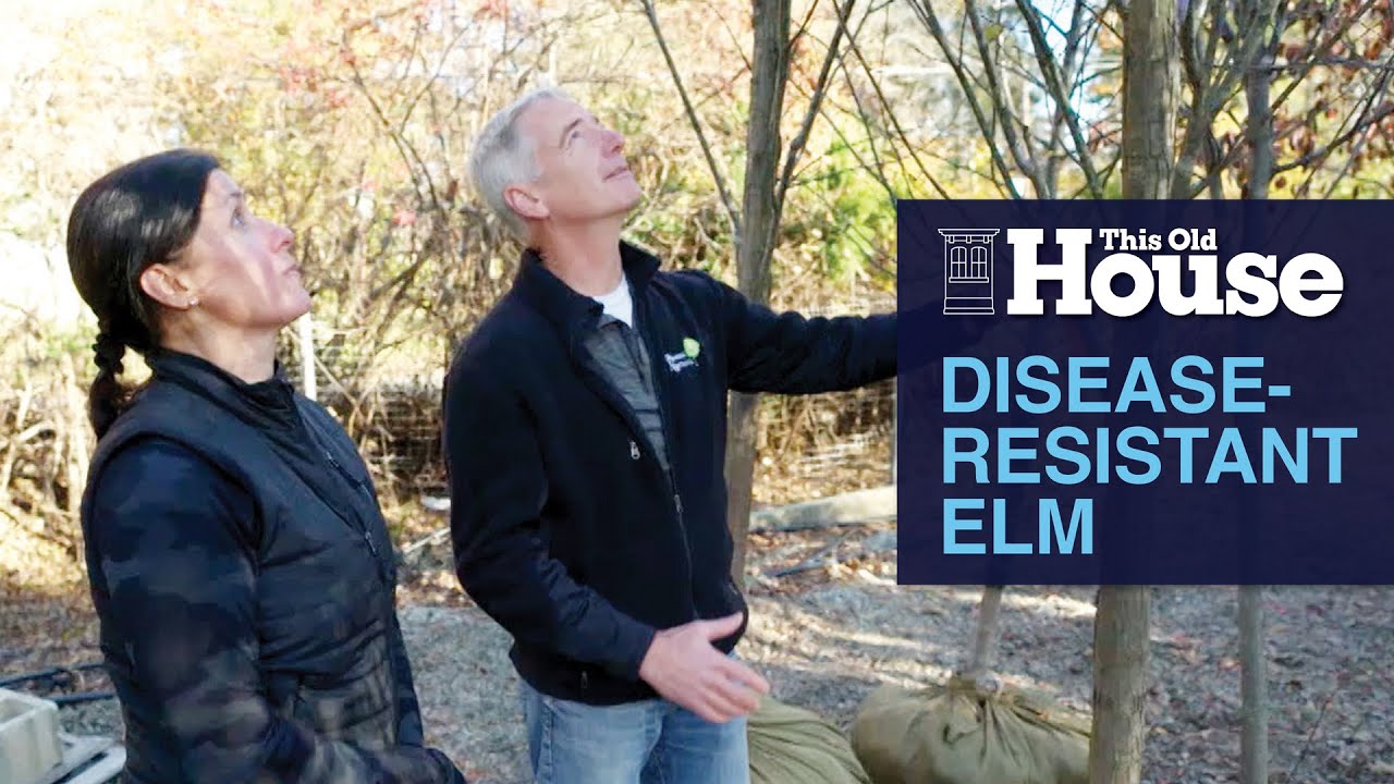 Вяз, устойчивый к болезням | Этот старый дом