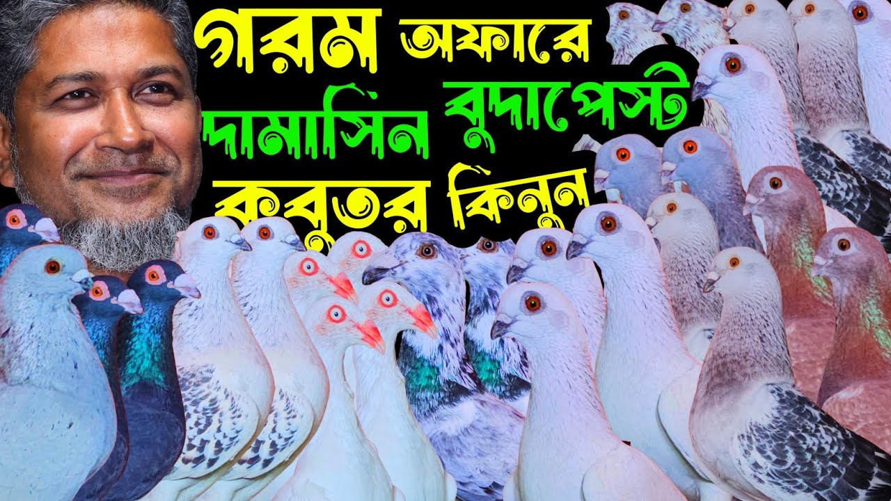 গরম অফারে দামাসিন,বুদাপেস্ট,রেসার ডিম বাচ্চা সহ কবুতর কিনুন | বাকবাকুম পায়রা | Pigeon |