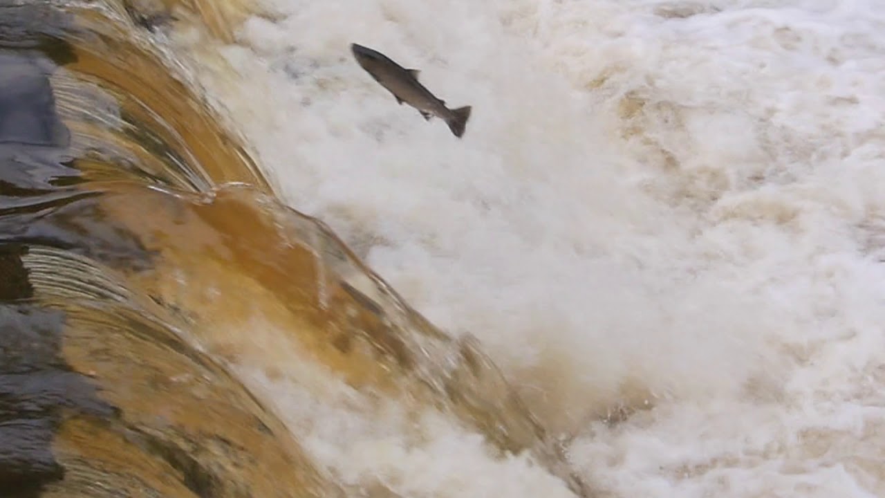 Fish swimming upriver to spawning grounds, Autumn 2019