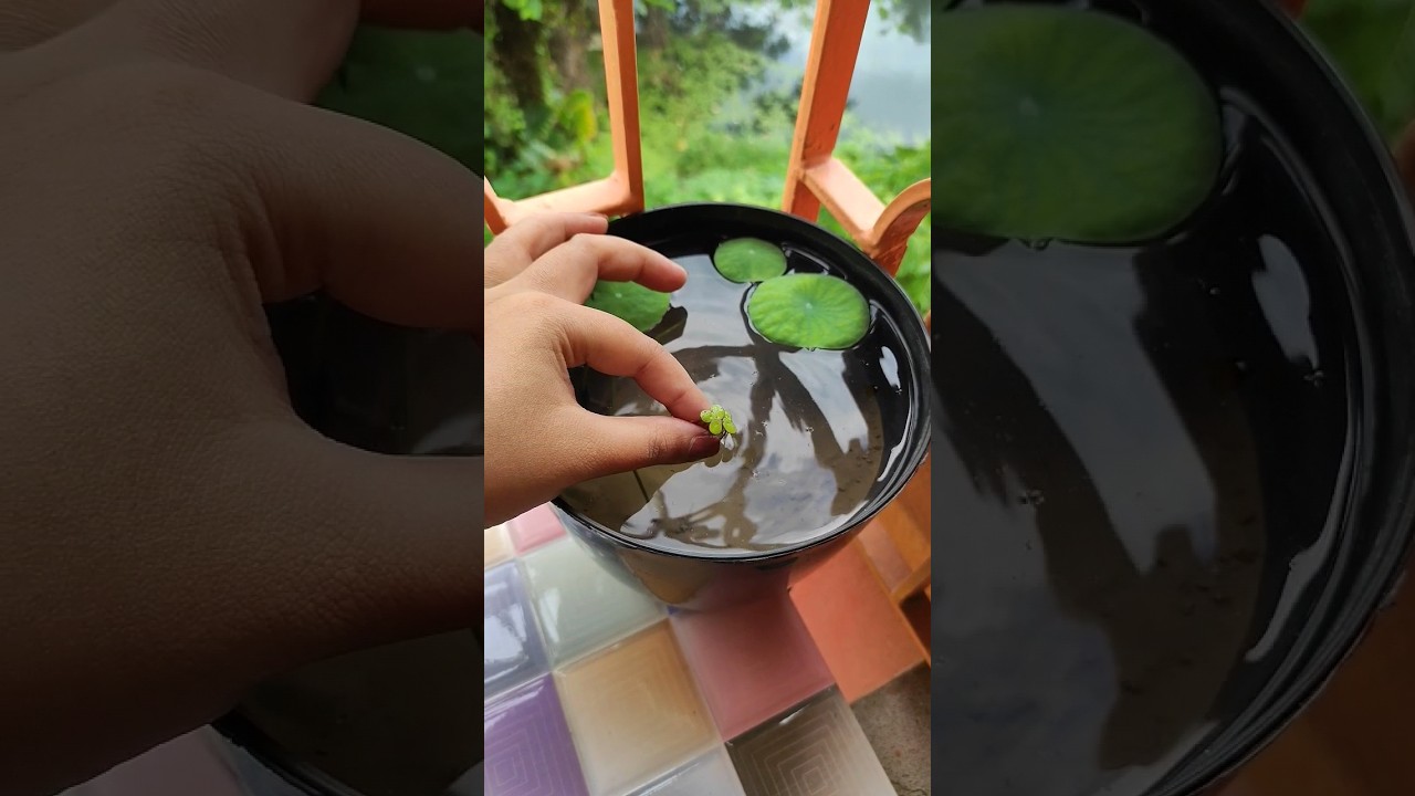 Duck Weed Water Plant | Potting Duck Weeds in my lotus bowl #duckweed #lotus #gardening