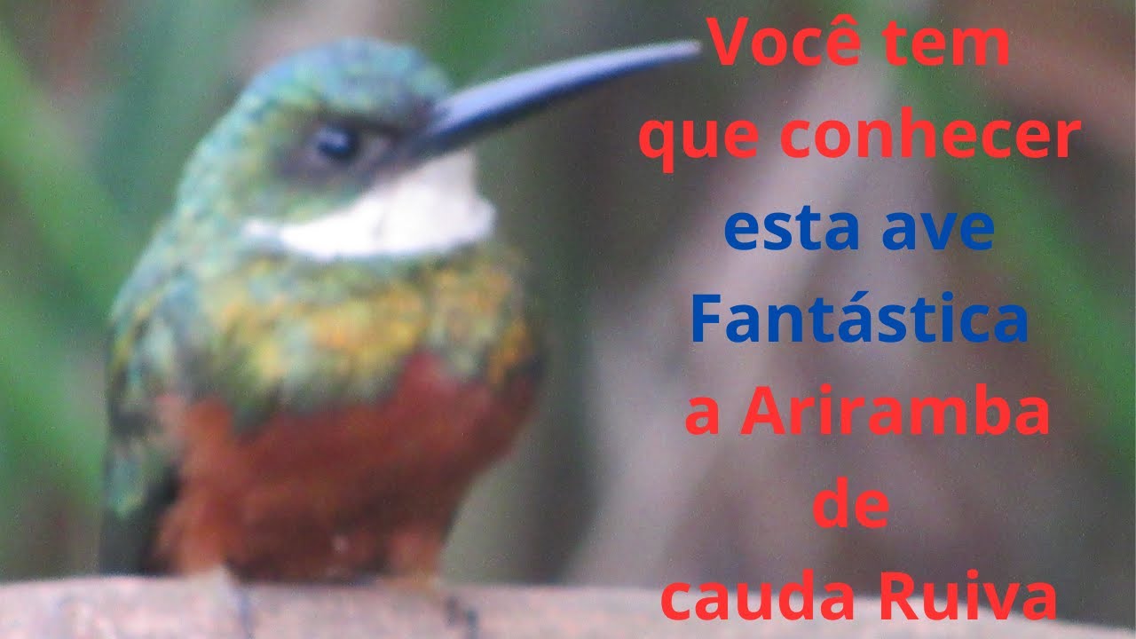 Conhe&ccedil;a a Ariramba de Cauda Ruiva   Ave linda e fant&aacute;stica