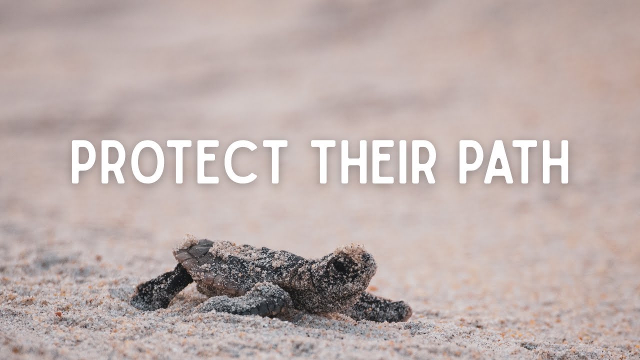 Почему морским черепахам нужны чистые пляжи