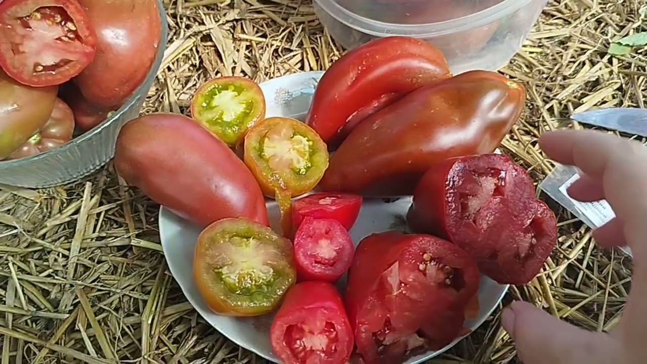 Обзор томатов в теплице, в разрезе и по вкусу. 🍅