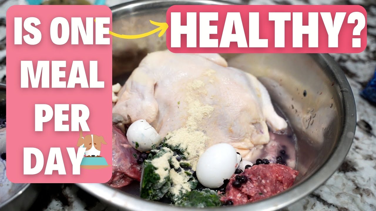 Feed Your Dog ONCE a Day?????!!!!