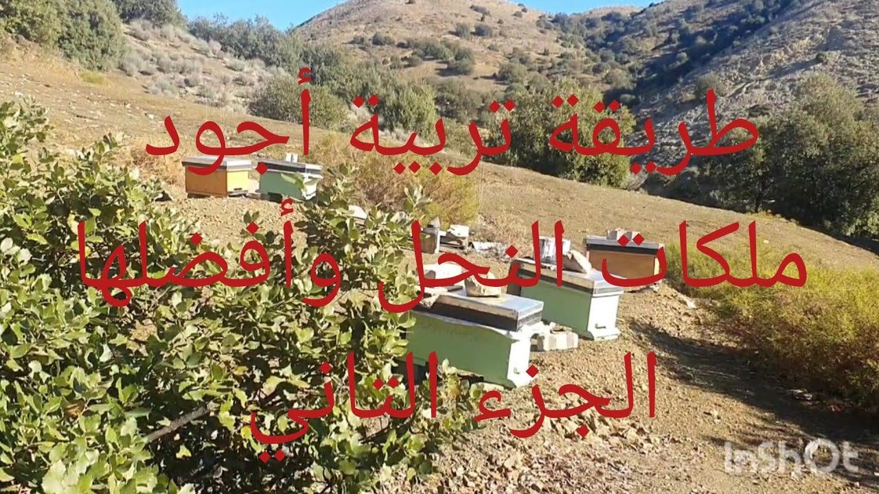 تربية الملكات بطريقة مختلفة ومضمونة بإذن الله.      (الجزء الثاني ) #تربية_الملكات 