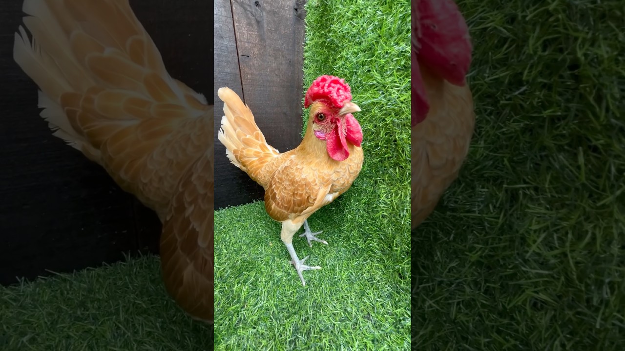 3 motivos pra você criar galinha da raça Sebright