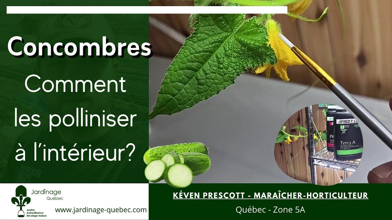 POLLINISATION MANUELLE DES CONCOMBRES EN CULTURE INTÉRIEUR - AVEC KÉVEN PRESCOTT