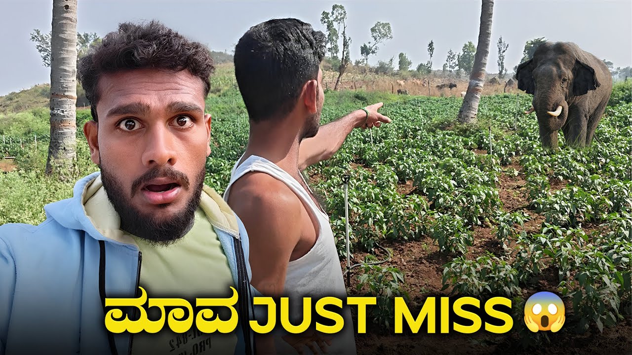 ಮನೆ ಮುಂದೇನೆ ಬಂತು ಆನೆ🥺 | Elephant Attack | Avatar Shiva Vlog