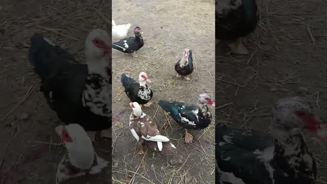 Имронбек индийский урдак бизнеси