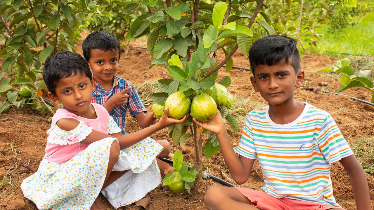 Taiwan Pink Guava Fruit | Tailvan Guava Farming | Indian Method Harvesting | Pattikattu Payapulla