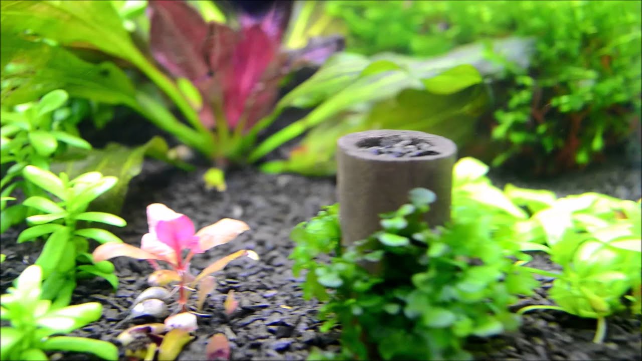 Аква 240 литров травник -3 мес. после перезапуска !