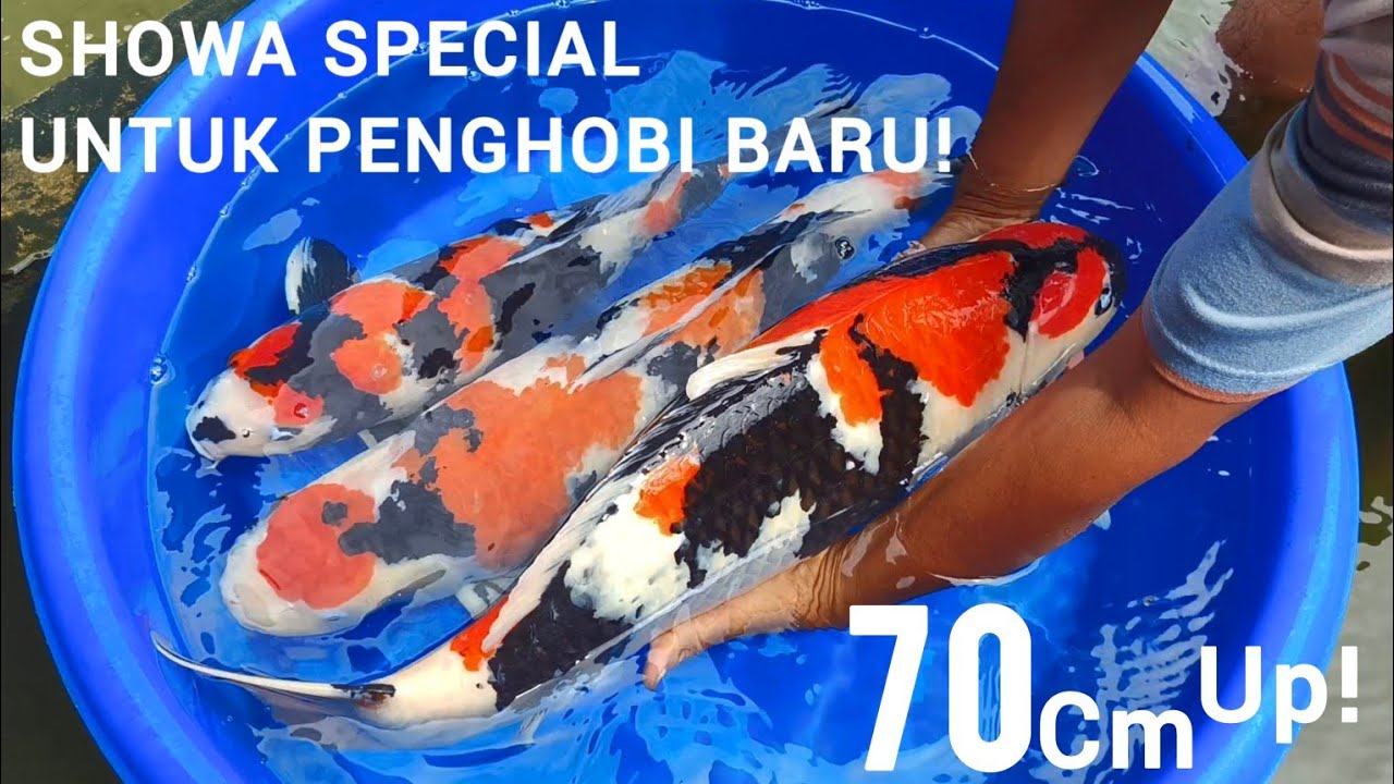 KOI SHOWA HQ 70CM UP❗PRESTASINYA BIKIN MATA TERBUKA LEBAR❗ASLI PRODUK BLITAR❗KC SHOWA