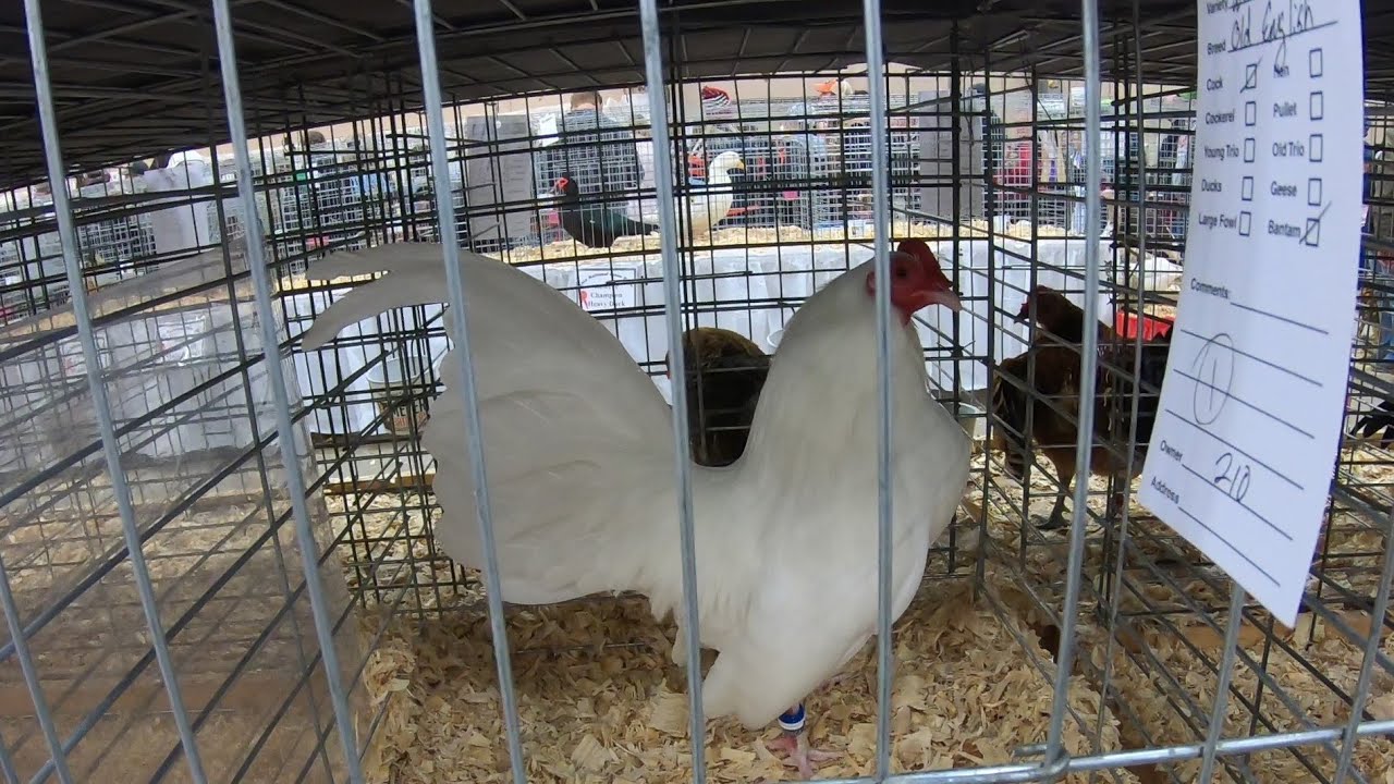 OLD ENGLISH Game Bantams at the 2021 Ohio National Poultry Show