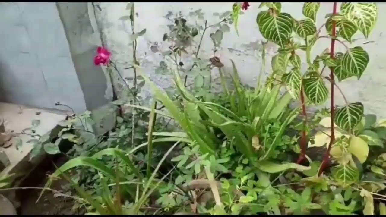 Hazara Live | Mountains Live | Sono Adnu Vlogs