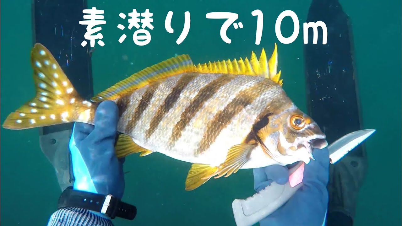 素潜りで10m潜って魚を捕ろうとしてみた