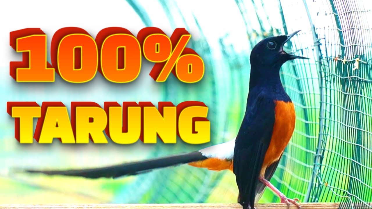 100% TOPCER dan IKUT TARUNG BONGKAR ISIAN dengan murai batu SUPER INI