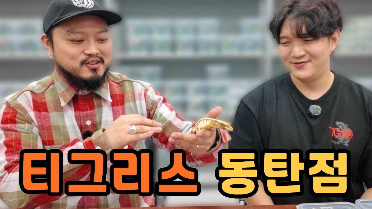 전국구 게코샵 티그리스게코 동탄점