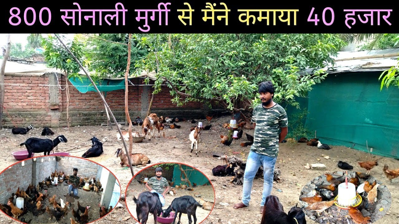 800 सोनाली मुर्गी से मैंने कमाया 45000 , 13 बकरियां रखता हूँ चराई पे #SonaliMurgiPalanInBihar
