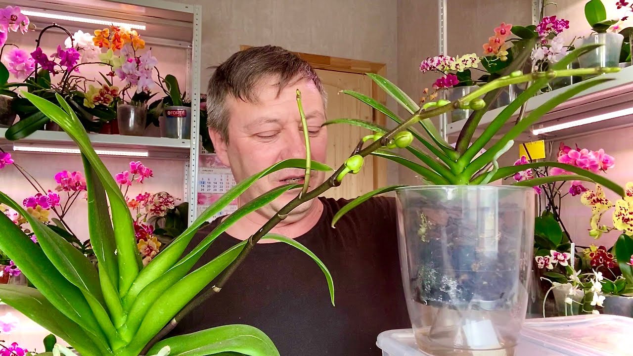 замурованные КОРНИ ОРХИДЕИ ДАЮТ цветоносы у орхидеи по сантиметру в СУТКИ