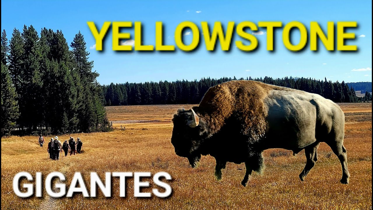 BISONTE nos Corta el Camino en Yellowstone | Senderismo por Wyoming - Géiseres, Lagos y Bosques