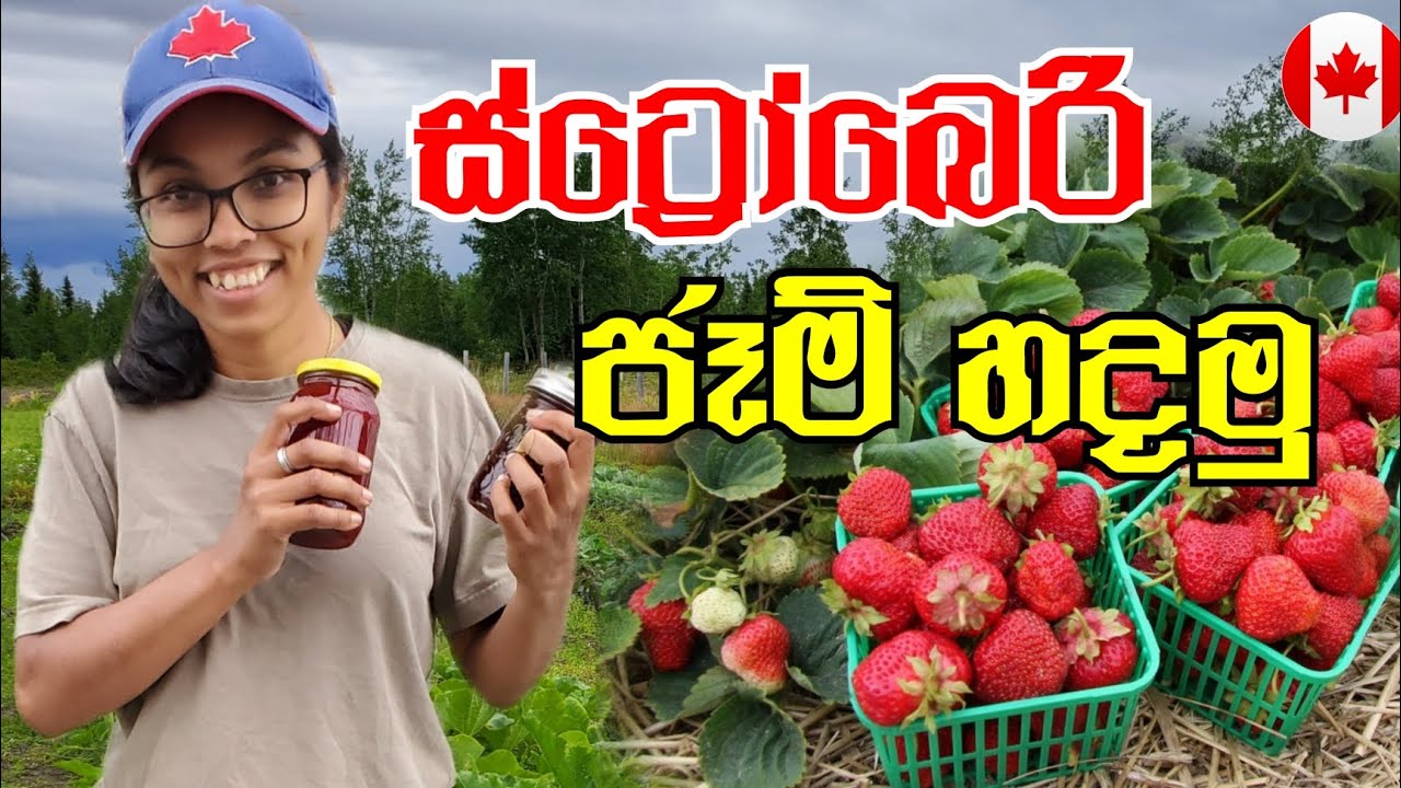 ෆාම් එකෙන් බෝතලේට ගිය ස්ට්‍රෝබෙරි|ජෑම් හදමු | වගාව | How To Make Strawberry Jam|Canada Sinhala Vlogs