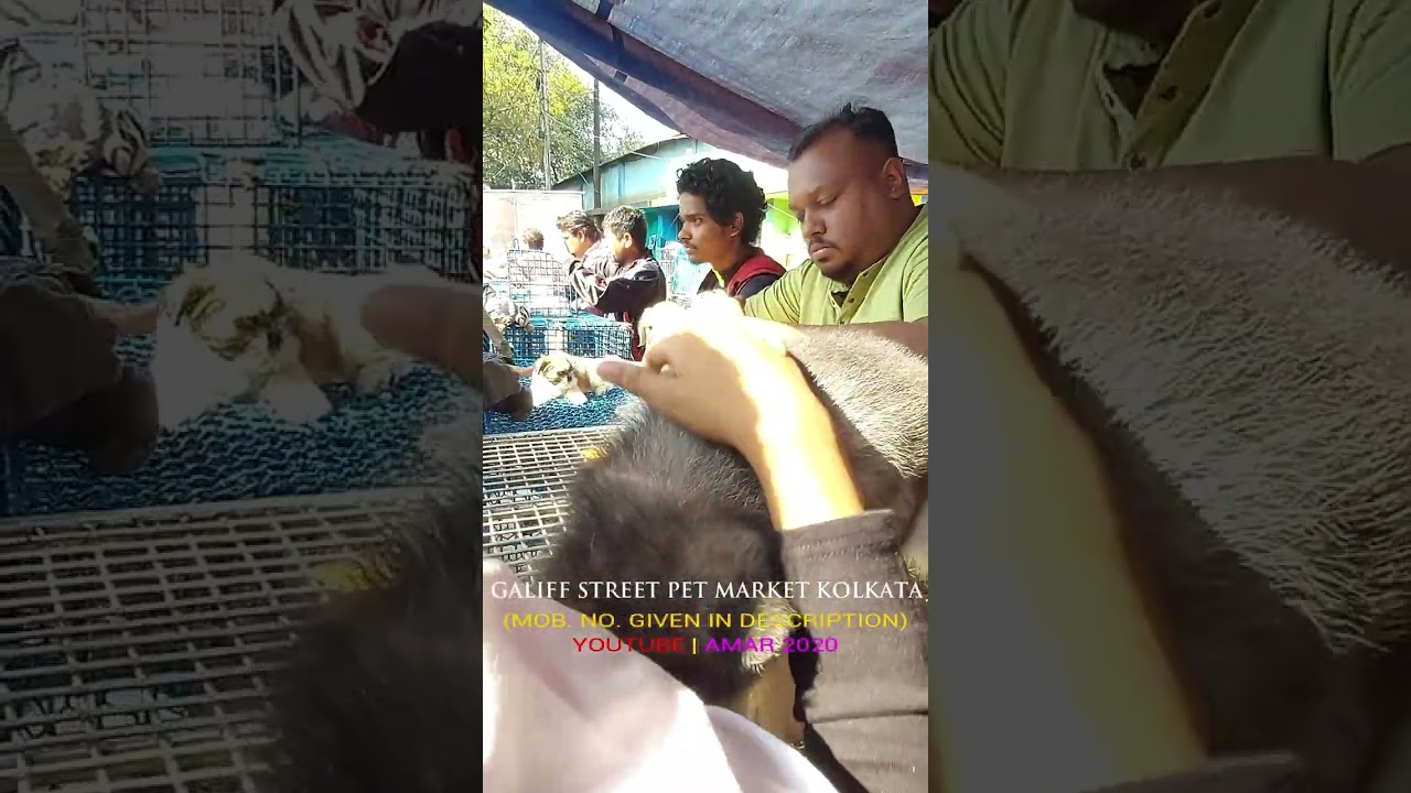 Galiff Street Pet Market Kolkata | Quality Dog Puppy at Cheap Price |18/01/26 |