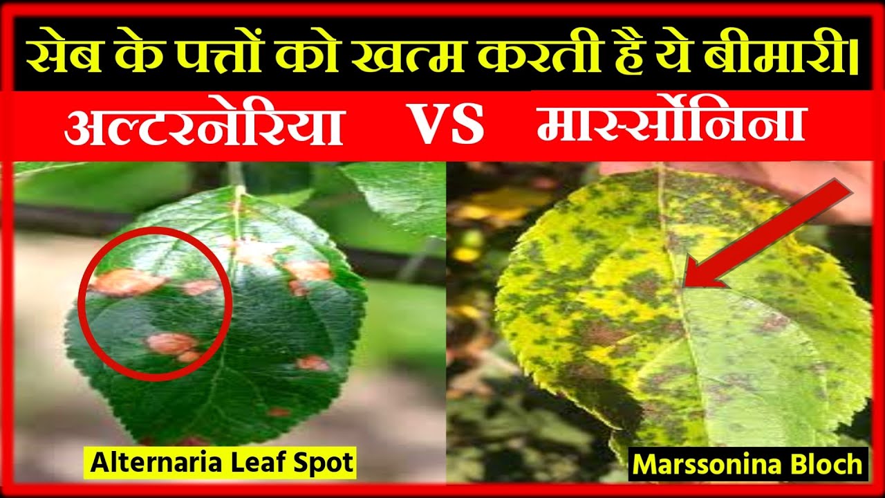 How to Control Apple Alternaria and Marssonina Leaf Spot|