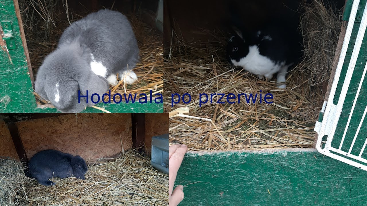 Hodowla po przerwie